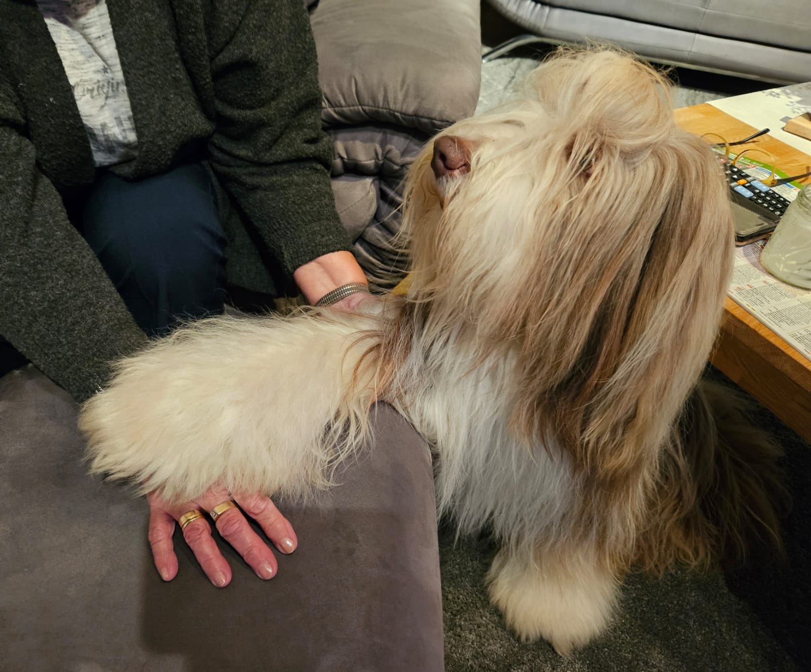 bearded collie emilio ein hund mit herz und pfote